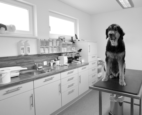 Hund im Behandlungsraum der Tierarztpraxis Putzleinsdorf